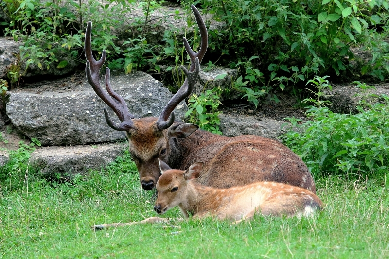 Sikahirsch Wildpark Alte Fasanerie Klein Auheim 2017