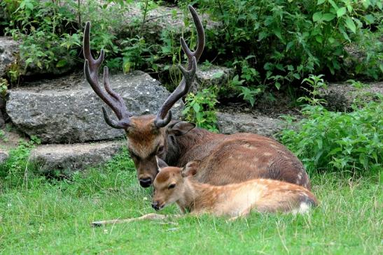 Sikahirsch Wildpark Alte Fasanerie Klein Auheim 2017