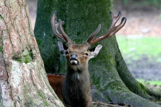 Sikahirsch Wildpark Alte Fasanerie Klein Auheim 2017