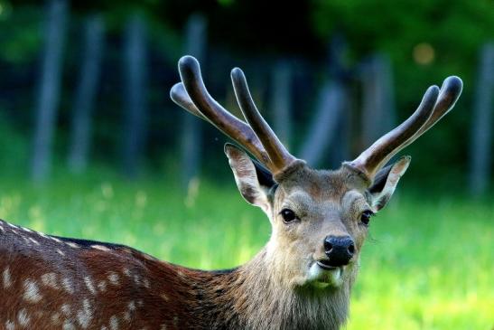 Sikahirsch im Bast Wildpark Alte Fasanerie Klein Auheim 2017