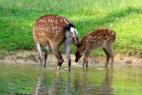 Sikahirschkuh mit Kitz Wildpark Alte Fasanerie Klein Auheim 2017