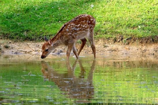 Sikahirsch Kitz Wildpark Alte Fasanerie Klein Auheim 2017