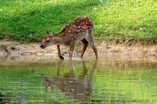 Sikahirsch Kitz Wildpark Alte Fasanerie Klein Auheim 2017