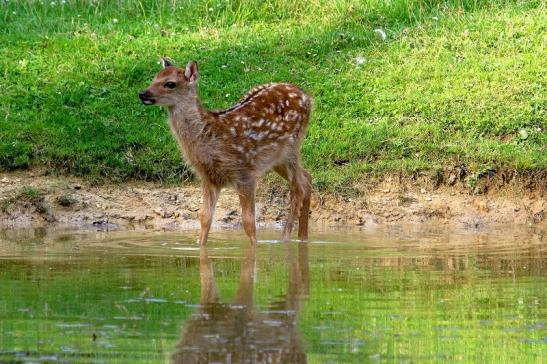 Sikahirsch Kitz Wildpark Alte Fasanerie Klein Auheim 2017