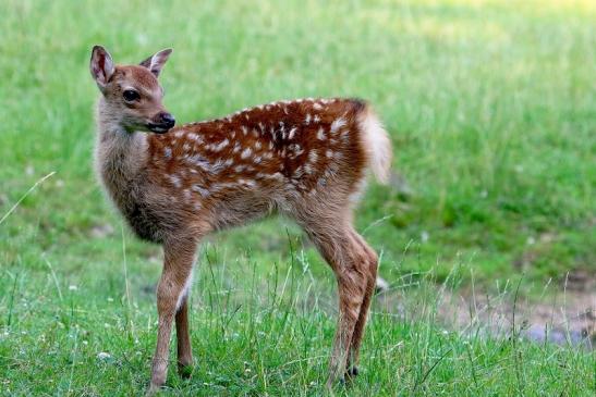 Sikahirsch Kitz Wildpark Alte Fasanerie Klein Auheim 2017