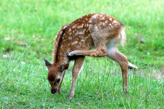 Sikahirsch Kitz Wildpark Alte Fasanerie Klein Auheim 2017