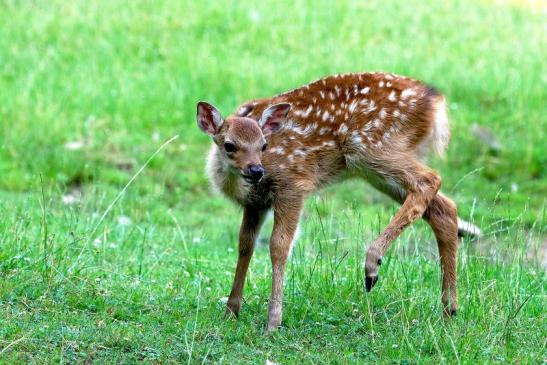 Sikahirsch Kitz Wildpark Alte Fasanerie Klein Auheim 2017