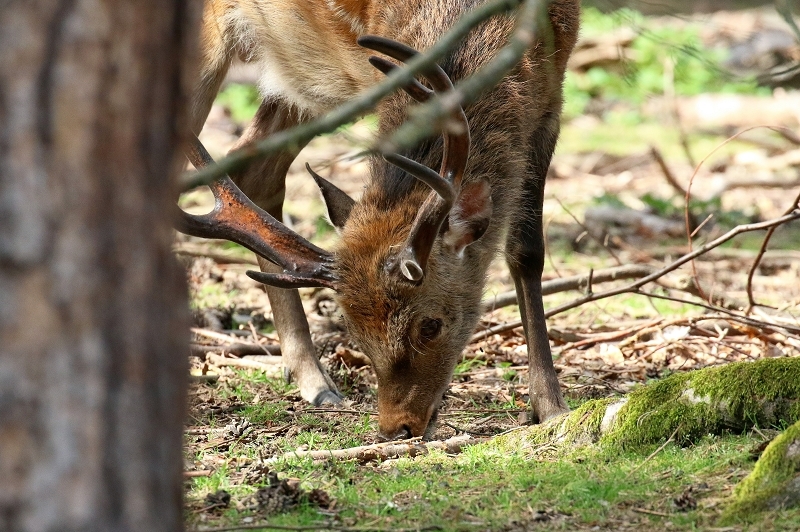 Sikahirsch Wildpark Alte Fasanerie Klein Auheim 2021