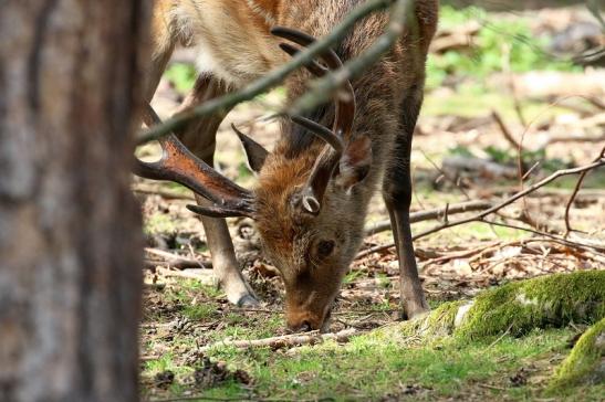 Sikahirsch Wildpark Alte Fasanerie Klein Auheim 2021