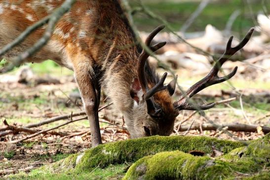 Sikahirsch Wildpark Alte Fasanerie Klein Auheim 2021