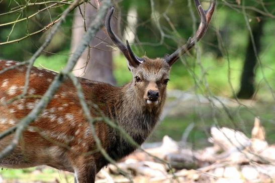 Sikahirsch Wildpark Alte Fasanerie Klein Auheim 2021