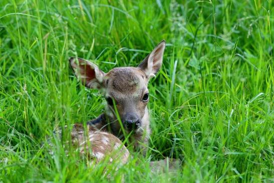 Sikahirsch Kitz Wildpark Alte Fasanerie Klein Auheim 2018