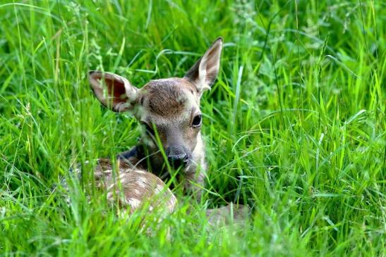 Sikahirsch Kitz Wildpark Alte Fasanerie Klein Auheim 2018