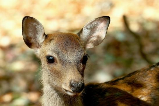 Sikahirsch Kitz Wildpark Alte Fasanerie Klein Auheim 2018