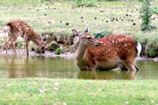 Sikahirschkuh mit Kitz Wildpark Alte Fasanerie Klein Auheim 2018