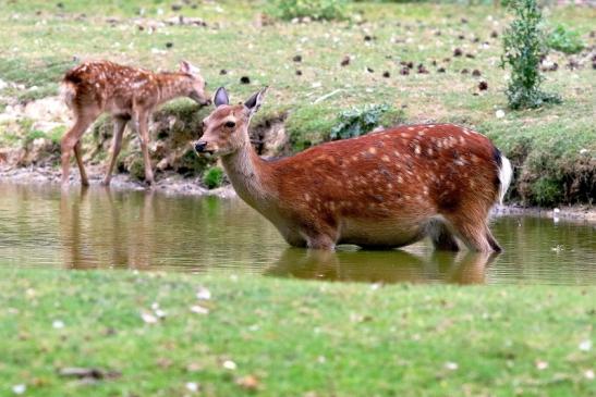 Sikahirschkuh mit Kitz Wildpark Alte Fasanerie Klein Auheim 2018