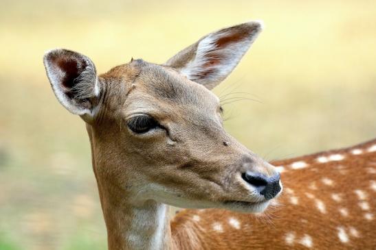 Sikahirschkuh Wildpark Alte Fasanerie Klein Auheim 2018