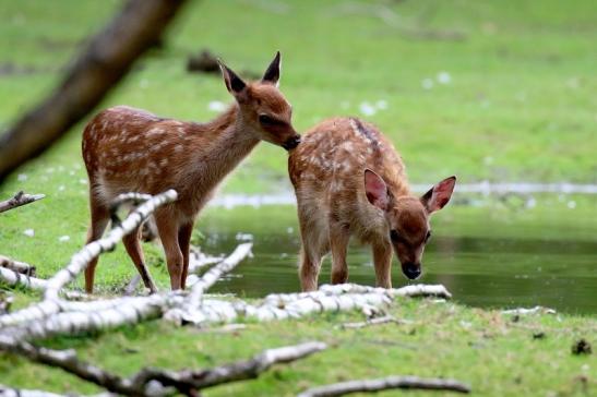 Sika Kitz Wildpark Alte Fasanerie Klein Auheim 2021