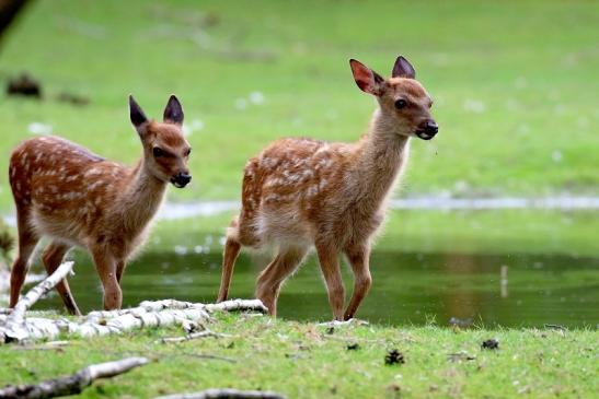 Sika Kitz Wildpark Alte Fasanerie Klein Auheim 2021