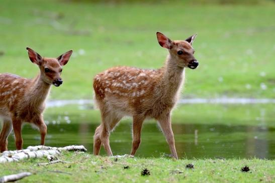 Sika Kitz Wildpark Alte Fasanerie Klein Auheim 2021