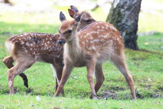 Sika Kitz Wildpark Alte Fasanerie Klein Auheim 2021