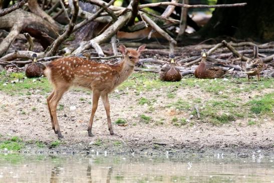 Sika Kitz Wildpark Alte Fasanerie Klein Auheim 2021