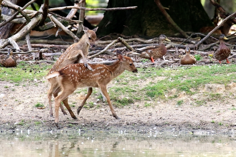 Sika Kitz Wildpark Alte Fasanerie Klein Auheim 2021