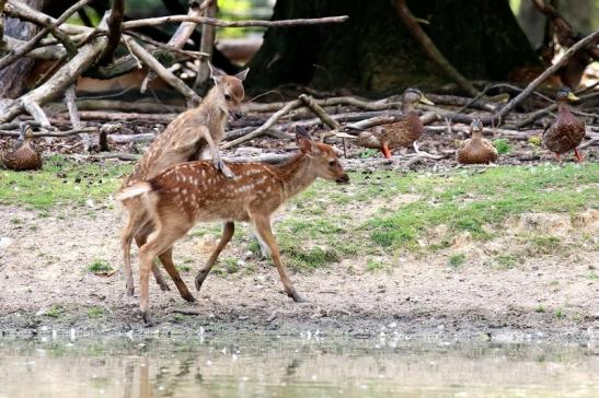 Sika Kitz Wildpark Alte Fasanerie Klein Auheim 2021