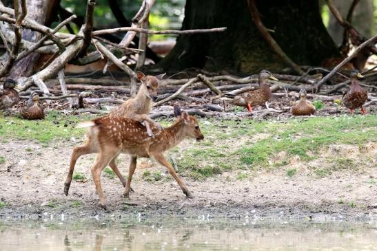 Sika Kitz Wildpark Alte Fasanerie Klein Auheim 2021