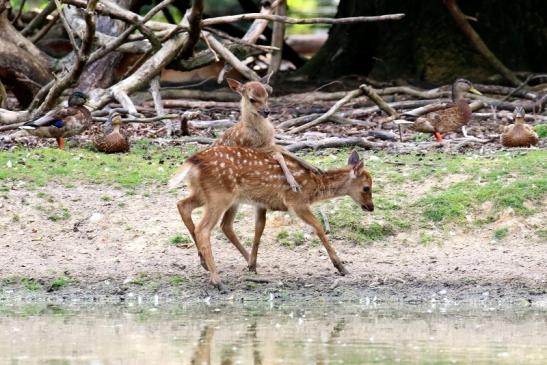 Sika Kitz Wildpark Alte Fasanerie Klein Auheim 2021