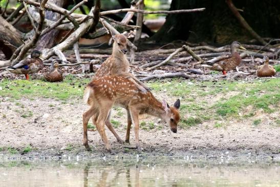 Sika Kitz Wildpark Alte Fasanerie Klein Auheim 2021