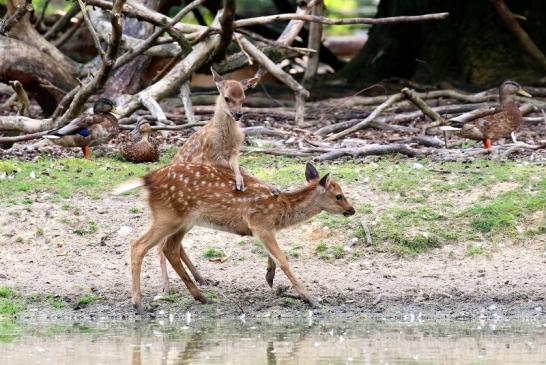 Sika Kitz Wildpark Alte Fasanerie Klein Auheim 2021