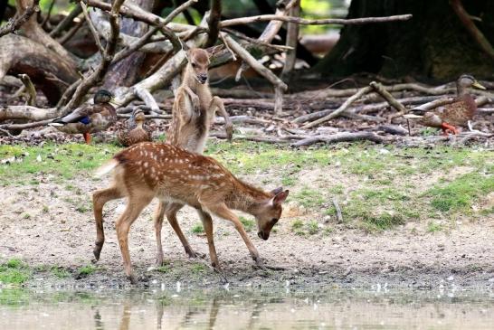 Sika Kitz Wildpark Alte Fasanerie Klein Auheim 2021