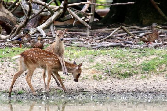 Sika Kitz Wildpark Alte Fasanerie Klein Auheim 2021