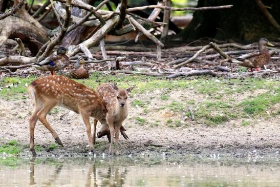 Sika Kitz Wildpark Alte Fasanerie Klein Auheim 2021