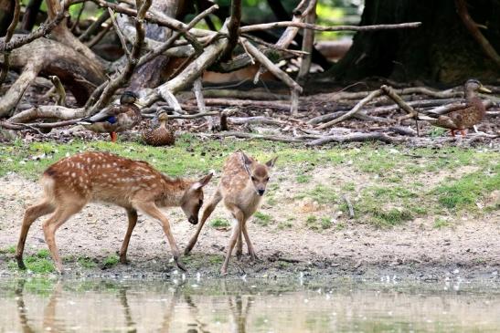 Sika Kitz Wildpark Alte Fasanerie Klein Auheim 2021