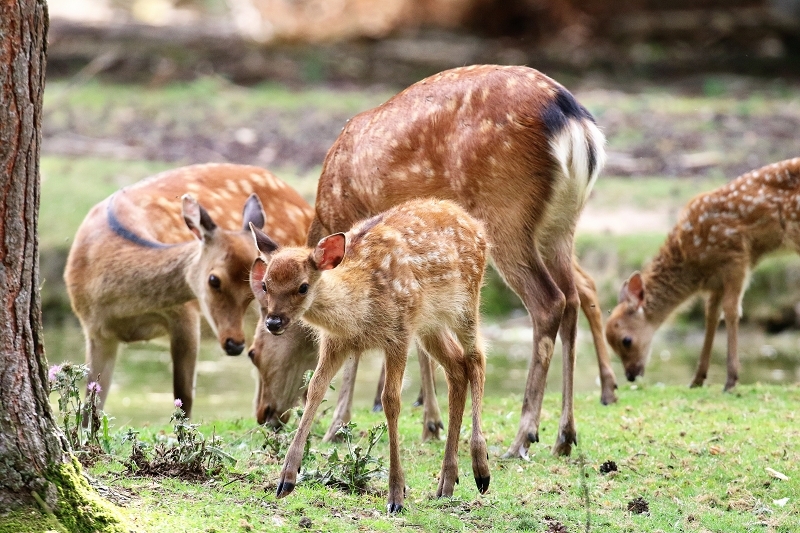 Sika Kitz Wildpark Alte Fasanerie Klein Auheim 2021