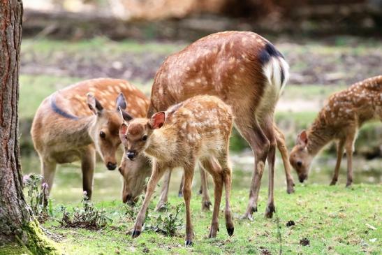 Sika Kitz Wildpark Alte Fasanerie Klein Auheim 2021