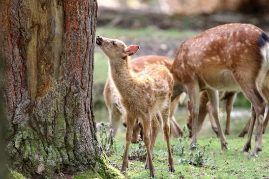 Sika Kitz Wildpark Alte Fasanerie Klein Auheim 2021