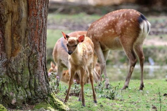 Sika Kitz Wildpark Alte Fasanerie Klein Auheim 2021