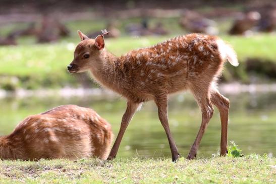 Sika Kitz Wildpark Alte Fasanerie Klein Auheim 2021