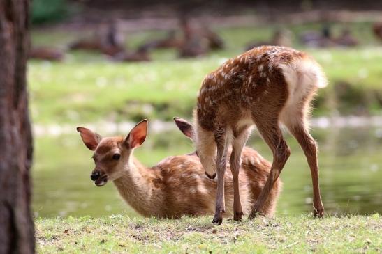 Sika Kitz Wildpark Alte Fasanerie Klein Auheim 2021