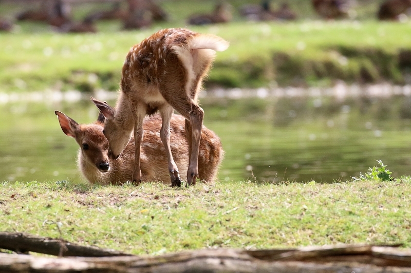 Sika Kitz Wildpark Alte Fasanerie Klein Auheim 2021
