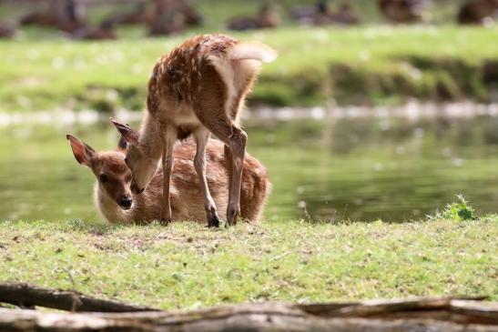 Sika Kitz Wildpark Alte Fasanerie Klein Auheim 2021