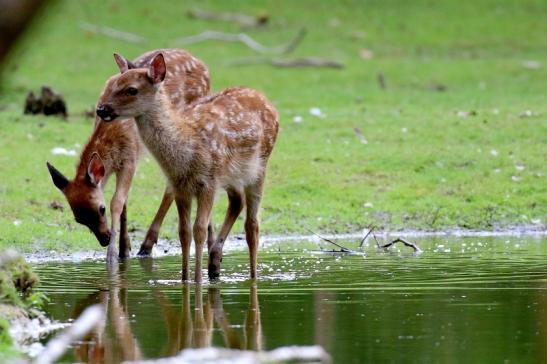 Sika Kitz Wildpark Alte Fasanerie Klein Auheim 2021