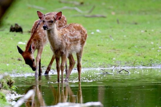 Sika Kitz Wildpark Alte Fasanerie Klein Auheim 2021