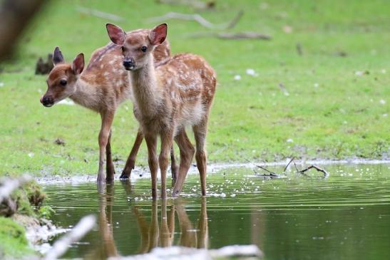 Sika Kitz Wildpark Alte Fasanerie Klein Auheim 2021