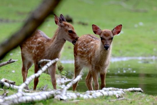 Sika Kitz Wildpark Alte Fasanerie Klein Auheim 2021