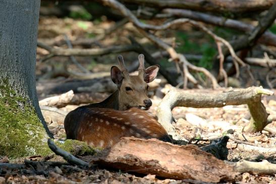 Sikahirsch Junger Bock Wildpark Alte Fasanerie Klein Auheim 2023