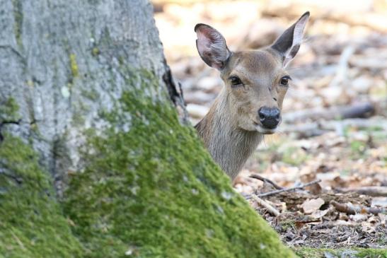 Sikahirschkuh Wildpark Alte Fasanerie Klein Auheim 2023